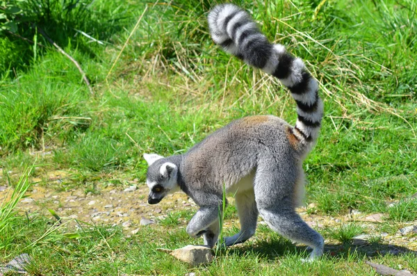 Кільцехвостий Лимон Lemur Catta Великим Приматом Стрепсиррін Найбільш Визнаним Лимоном — стокове фото