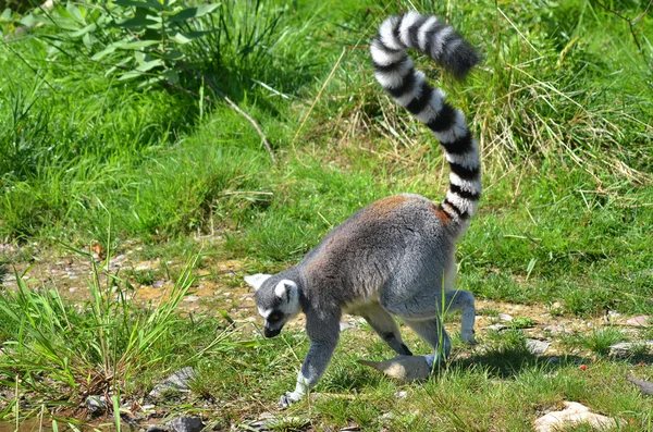 Lemur Ekor Cincin Lemur Catta Adalah Primata Strepsirrhine Besar Dan — Stok Foto