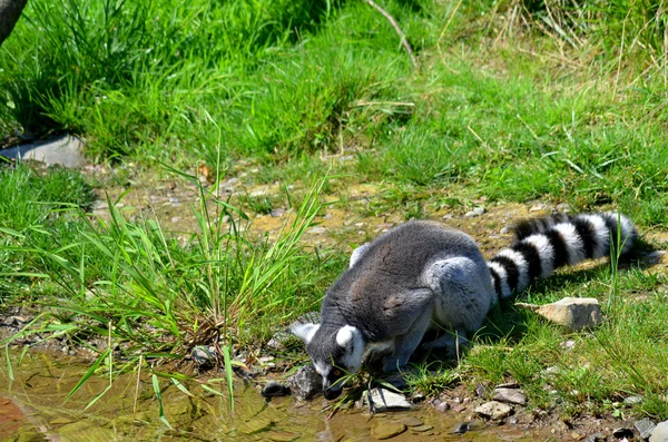 Lemur Ekor Cincin Lemur Catta Adalah Primata Strepsirrhine Besar Dan — Stok Foto