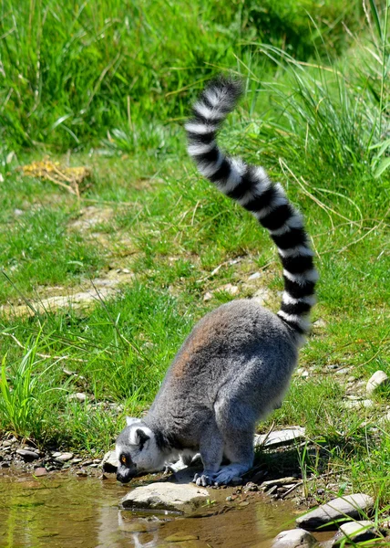 Lemur Ekor Cincin Lemur Catta Adalah Primata Strepsirrhine Besar Dan — Stok Foto