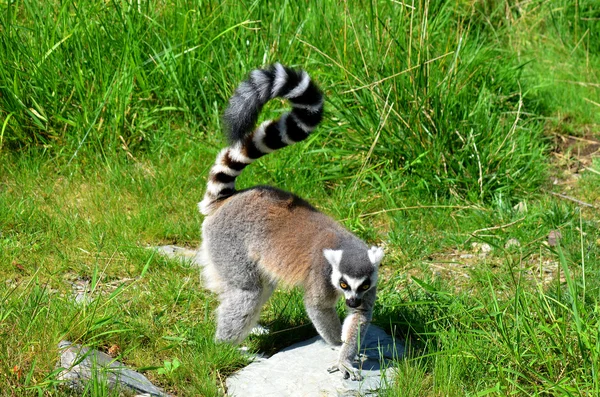 Halka Kuyruklu Lemur Lemur Catta Uzun Siyah Beyaz Halkalı Kuyruğundan — Stok fotoğraf