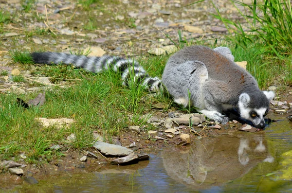 Lémur Cola Anillada Lemur Catta Primate Estrepsirrino Grande Lémur Más — Foto de Stock