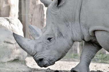 Gergedan olarak da bilinen gergedan, gergedan familyasından bir gergedan türü. Bu türlerden ikisi Afrika 'ya ve üçü Güney Asya' ya özgüdür..