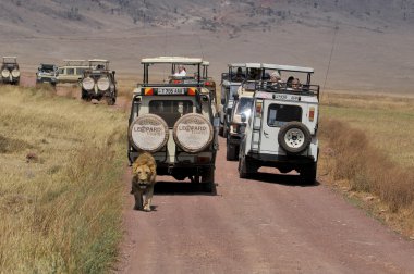 NGORONGORO TANZANIA - 22 Ekim 2010 'da Ngorongoro Krateri Tamzanya' da safarinin sıradan bir gününde aslana benzeyen bir arabada bazı turistlerin fotoğrafı