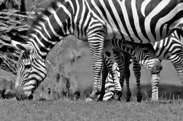 Las Cebras Son Varias Especies Equinos Africanos Familia Los Caballos —  Fotos de Stock