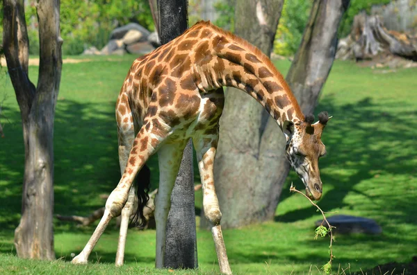 Giraffa Camelopardalis 아프리카에 서식하는 동물중에서 포유류이다 — 스톡 사진