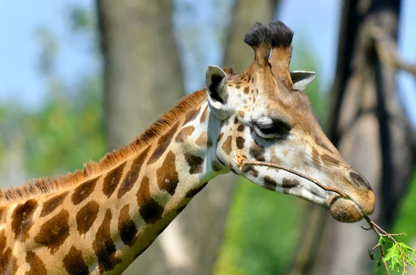 Zsiráf Giraffa Camelopardalis Egy Afrikai Páros Ujjú Patás Emlős Összes — Stock Fotó