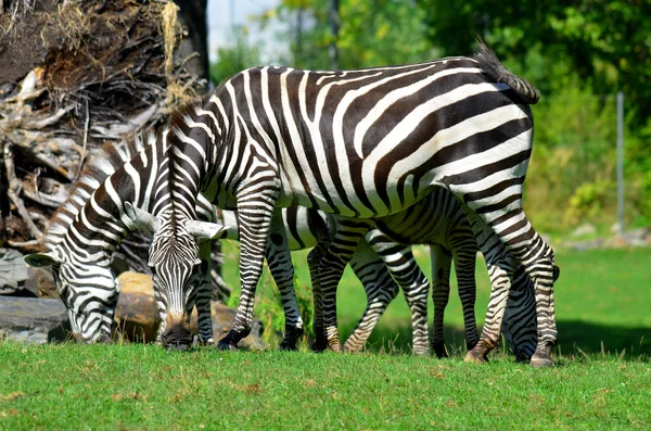 Zebras São Várias Espécies Equídeos Africanos Família Cavalos Unidos Por — Fotografia de Stock