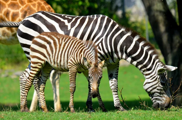 Les Zèbres Sont Plusieurs Espèces Équidés Africains Famille Des Chevaux — Photo