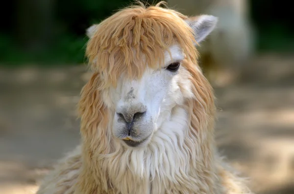 Lama Lama Glama Een Zuid Amerikaanse Kameel Die Sinds Pre — Stockfoto