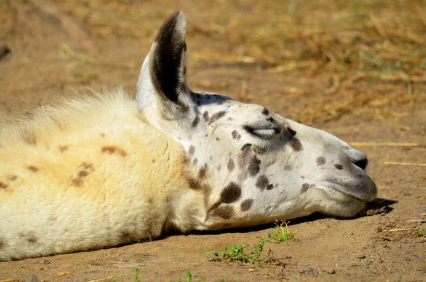 Das Lama Lama Glama Ist Ein Südamerikanisches Kameliden Das Den — Stockfoto