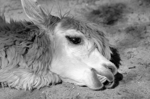 Lama Lama Glama Een Zuid Amerikaanse Kameel Die Sinds Pre — Stockfoto