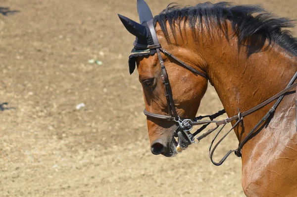 Cabeça Cavalo Perto — Fotografia de Stock