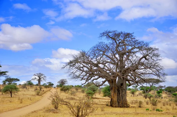 Baobab Boaboa Şişe Ağacı Ters Dönmüş Ağaç Tarangire Ulusal Parkı — Stok fotoğraf