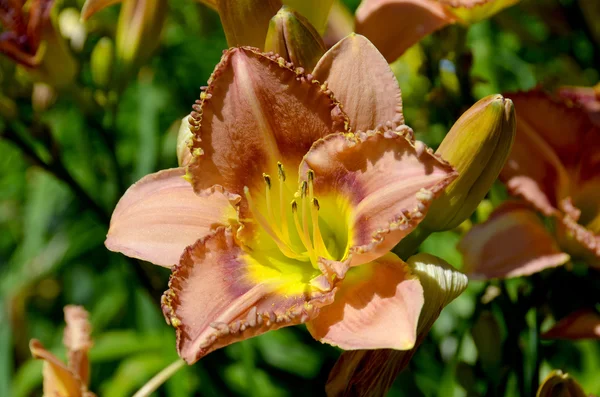 Närbild Vacker Blomma — Stockfoto