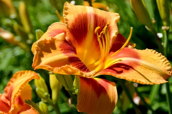 Πορτοκαλί Λουλούδι Στον Κήπο — Φωτογραφία Αρχείου