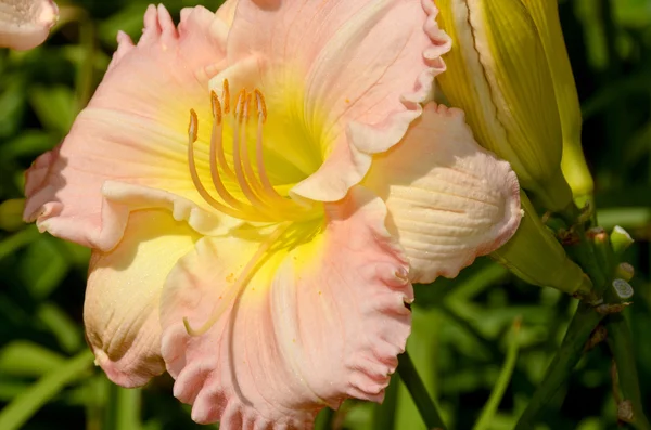 Tres Flores Del Día Little Rosy Cloud Winniford Cultivando Jardín —  Fotos de Stock