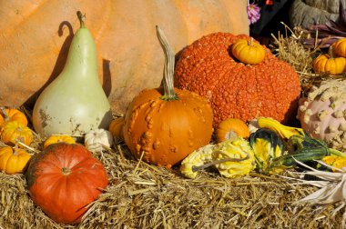 Piyasada dekoratif balkabağı ve çiçek çeşitleri var. 