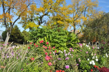 Mor gevşeklik çiçekleri, Lythrum salikarisi.