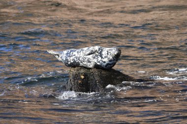 Deniz kıyısındaki bir kayayı mühürle Gaspe Gaspesie Quebec Kanada