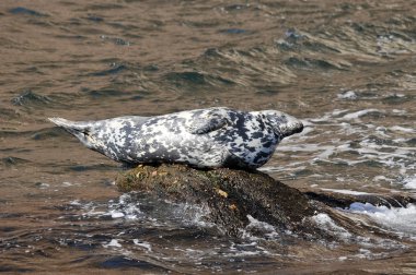 Deniz kıyısındaki bir kayayı mühürle Gaspe Gaspesie Quebec Kanada