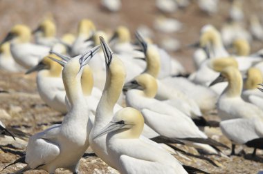 Kanada, Quebec Bonaventure Adası açıklarında güneşlenen kuzey sümsük kuşları kolonisi. Kuzey sümsük kuşu (