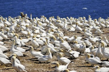 Kanada, Quebec Bonaventure Adası açıklarında güneşlenen kuzey sümsük kuşları kolonisi. Kuzey sümsük kuşu (