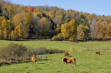 Limousin sığırı, Fransa 'nın Limousin ve Marche bölgelerinden gelen oldukça kaslı sığır türüdür. Bromont Doğu Kasabası Quebec Kanada