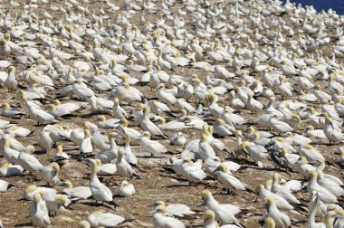 Kanada, Quebec Bonaventure Adası açıklarında güneşlenen kuzey sümsük kuşları kolonisi. Kuzey sümsük kuşu (