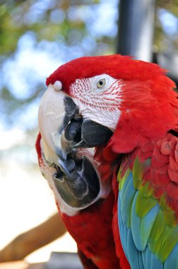 Şehir parkında papağan.