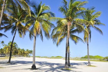 Gökyüzündeki palmiye ağaçları mavi arkaplan