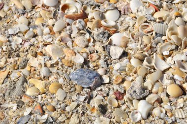 Florida sahilinde deniz kabuğu geçmişi.