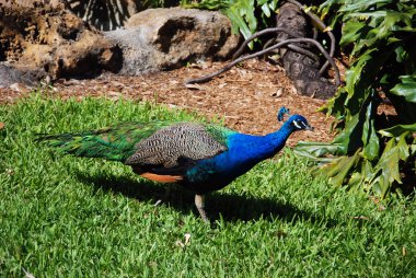 Parktaki çimlerin üzerinde tavus kuşu