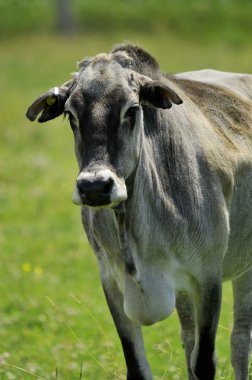 Zebu, bazen hörgüçlü sığırlar, indicus sığırlar, Cebu veya Brahmin sığırları olarak da bilinir..