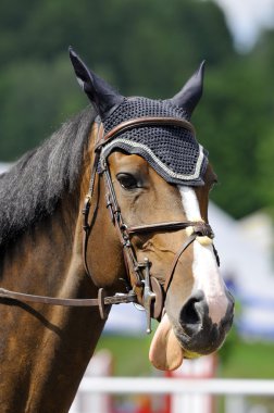 BROMONT-CANADA JULY 25: Thoroughbred horse close-up during 2012, INTERNATIONAL BROMONT on July 25, 2012 At the Equestrian 1976 Montreal Olympic Park.