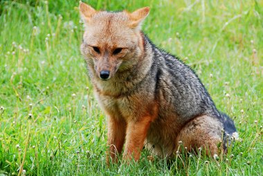 Culpeo zorro ya da Andean fox (kurt), Güney Amerika 'da yaşayan vahşi bir köpek türüdür. Torres del Paine, Patagonya, Chili