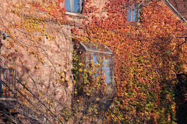 sarmaşık ve ağaçlar ile eski tuğla duvar