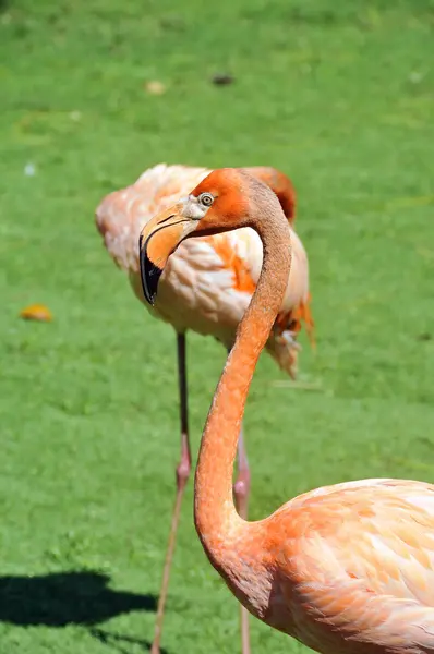 Flamencos Rosados Contra Fondo Verde —  Fotos de Stock