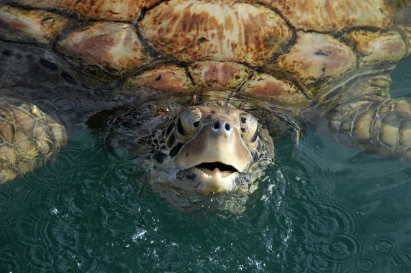 Meeresschildkröte Ragt Zum Atmen Den Kopf Aus Dem Wasser — Stockfoto