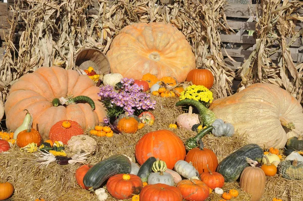 Big Assortment Decorative Pumpkins Flowers Market — Stock Photo, Image