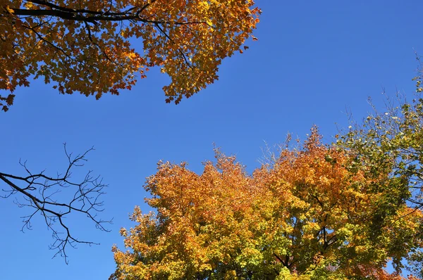 Красные Листья Осенью — стоковое фото