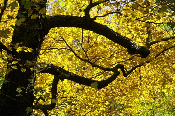 Árboles Amarillos Parque — Foto de Stock