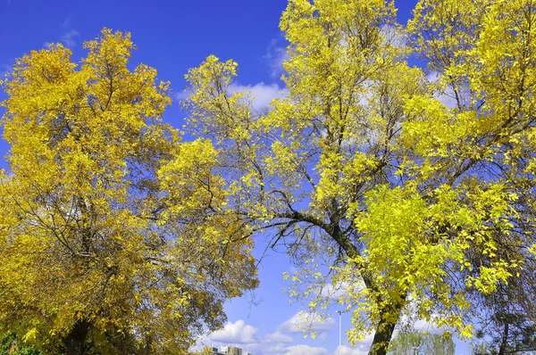 Árvore Com Folhas Amarelas Fundo Céu Azul — Fotografia de Stock