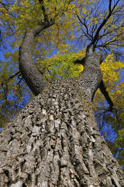 Viejo Árbol Parque — Foto de Stock