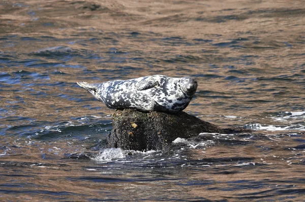 海岸の岩の上にシール Gaspe Gaspesie Quebec ケベック カナダ — ストック写真