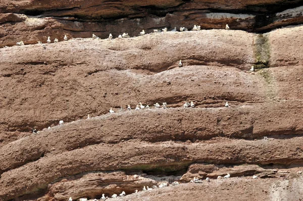 Weiße Vögel Auf Großem Meeresfelsen — Stockfoto