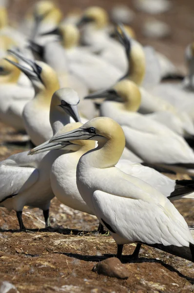 Colonia Gannets Settentrionali Prendere Sole Largo Bonaventure Island Quebec Canada — Foto Stock