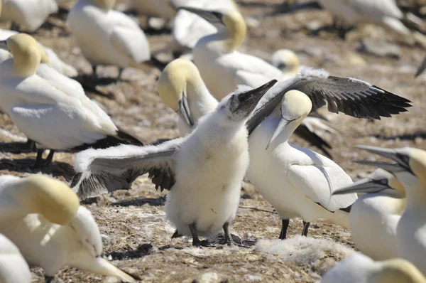 Colonia Gannets Del Norte Tomando Sol Frente Bonaventure Island Quebec —  Fotos de Stock