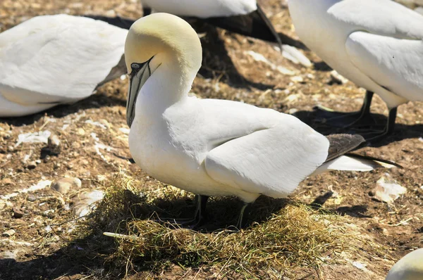 Colonia Gannets Del Norte Tomando Sol Frente Bonaventure Island Quebec —  Fotos de Stock