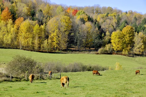 Коровье Поле Осенью Восточный Буксир Бромон Квебек Канада — стоковое фото